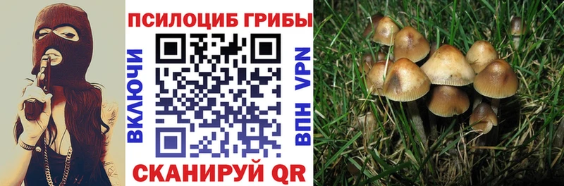 Псилоцибиновые грибы Cubensis  как найти закладки  Пятигорск 