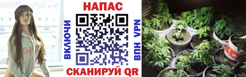 Канабис SATIVA & INDICA  Пятигорск 
